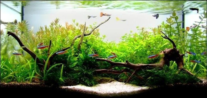 aquarium pour poissons-encore-set-aquarium-design-aquarium-déco-aquariums plantes