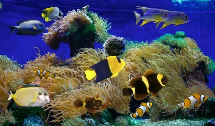 acuario-de-agua-a pequeña exóticos peces de acuario Coral-diseño-acuario-deco