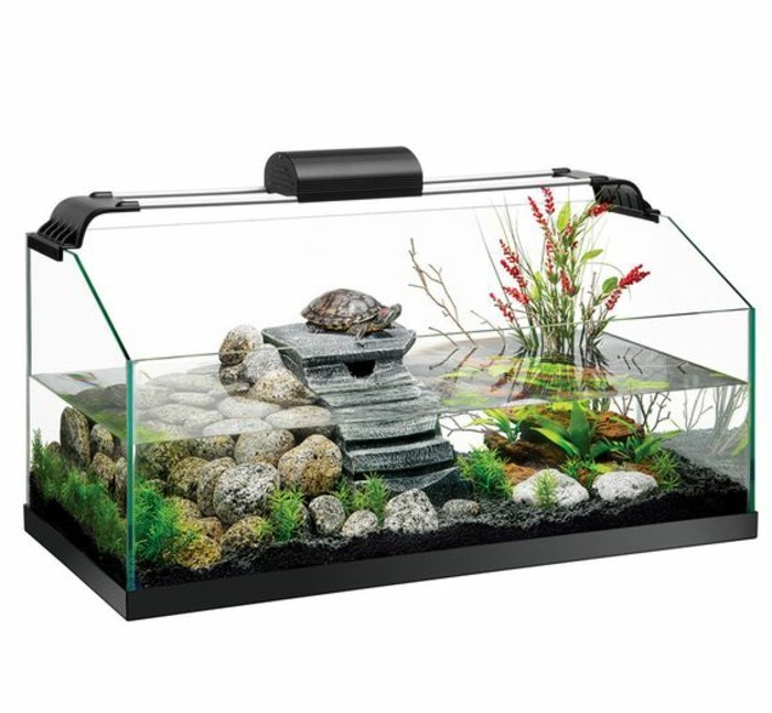 acuario-para-tortugas-agua del acuario-dispositivo de plantas-piedras-schildkröte-limpieza-steinedeko agua