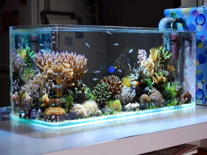 personnaliser Coral-algues-petits poissons d'aquarium-aquarium-conception-