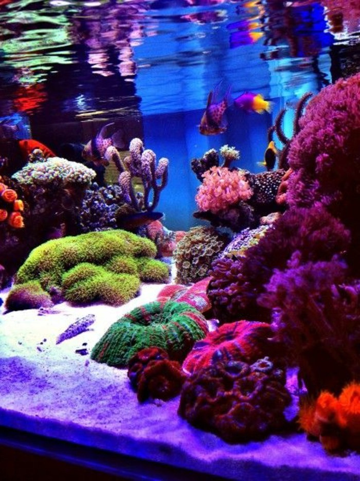 cum-mer aquarium eau de l'aquarium-cum-mer pêche aqarium avec corrals