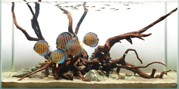 Pièces d'aquarium séparateurs-intéressant conception