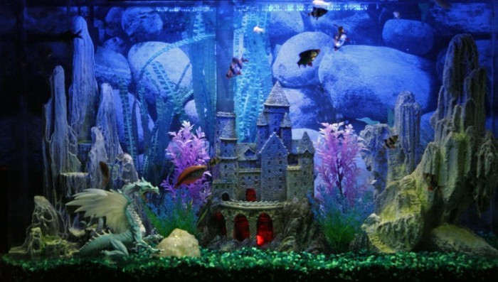 aquarium-dragons-aquarium fermé déco pierres peu poissons exotiques-aquarium-set