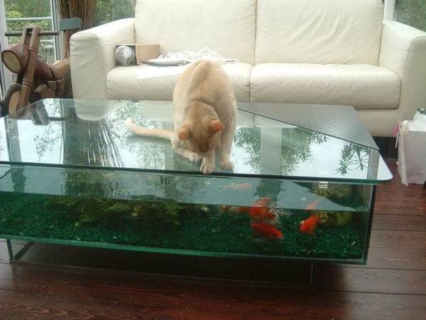 水族馆表鱼的猫