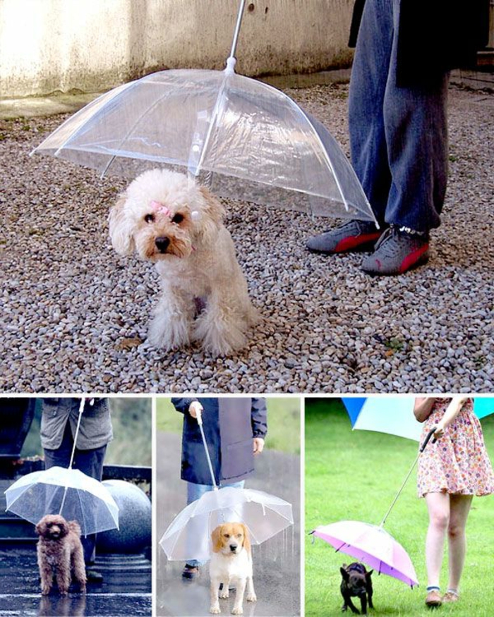 fancy-ομπρέλες-μικρό-όμορφα-dog