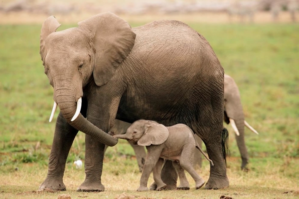 من العمر الطفل-الفيل المقبل من من الأم الفيل