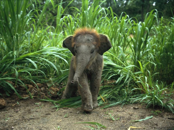 התינוק-פיל-in-the-ג'ונגל-מאוד-נחמד-טבעי-foto