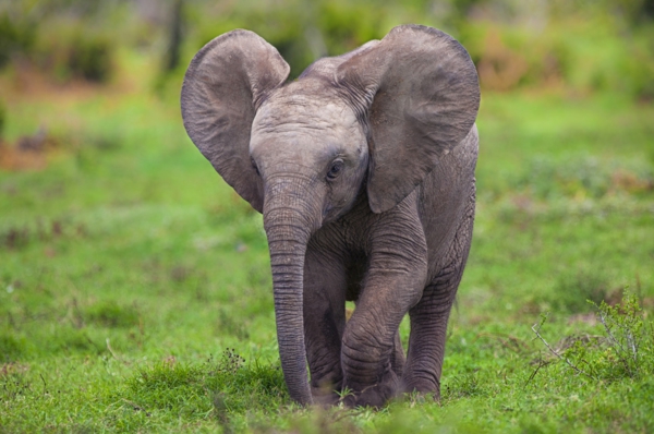 طفل الفيلة التي تعمل على اساس العشب