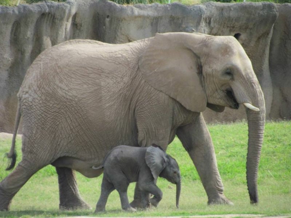 طفل-فيل-المقبلة-أشواط والدته