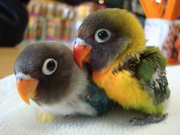 התינוק תוכים Parrot Parrot Parrot-buy-buy-תוכי טפטים צבעוניים Parrot