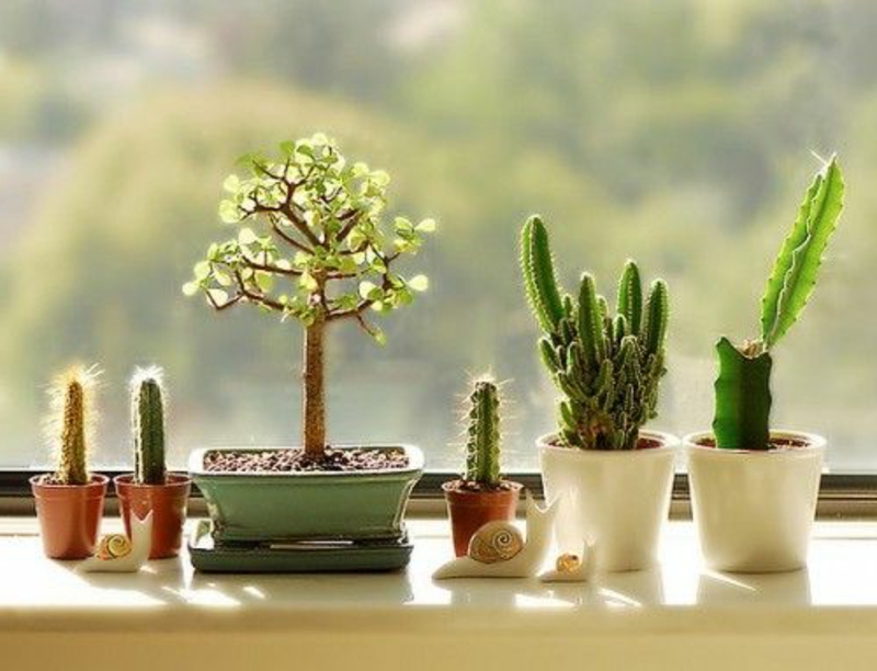 parveke-kasvien kaktus-in-kaunis-ruukut