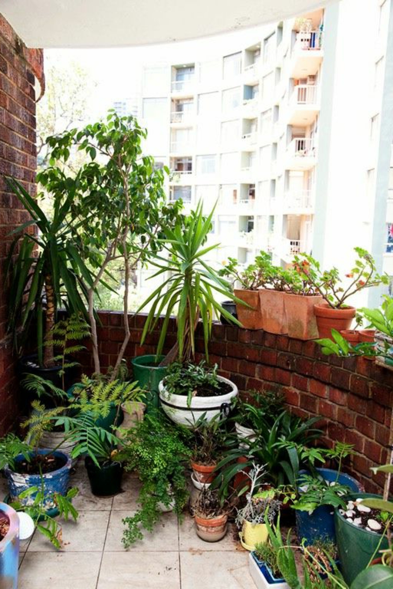 balkon-biljka-super-modernog izgleda