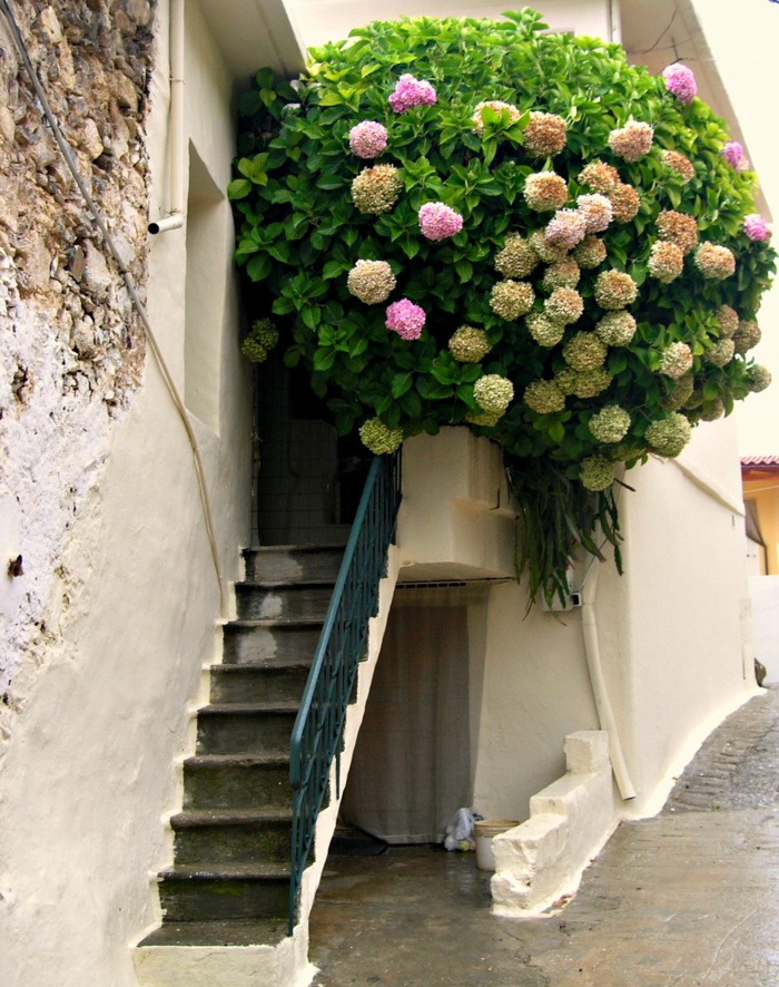 מרפסת-פרחים-יפה-מדרגות
