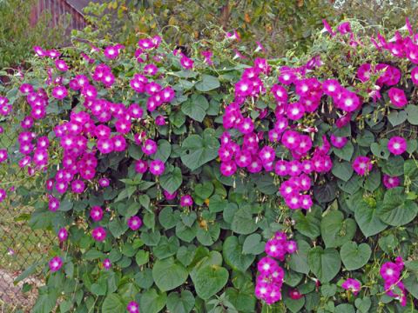 महान बालकनी-पौधों पर महलनुमा धागे की गुलाबी