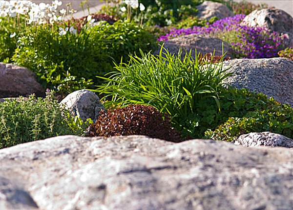אבנים עם צמחים לשלב עבור עיצוב הגן המודרני