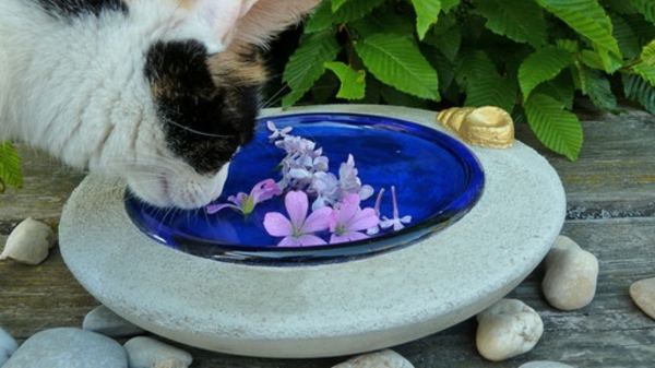 make-a-make-yourself-φλιτζάνι-για-νερό-γάτα-πόσιμο - νερό με λουλούδια