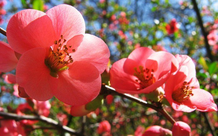 viehättävä vaaleanpunainen Blossom fantastinen kevään kuva
