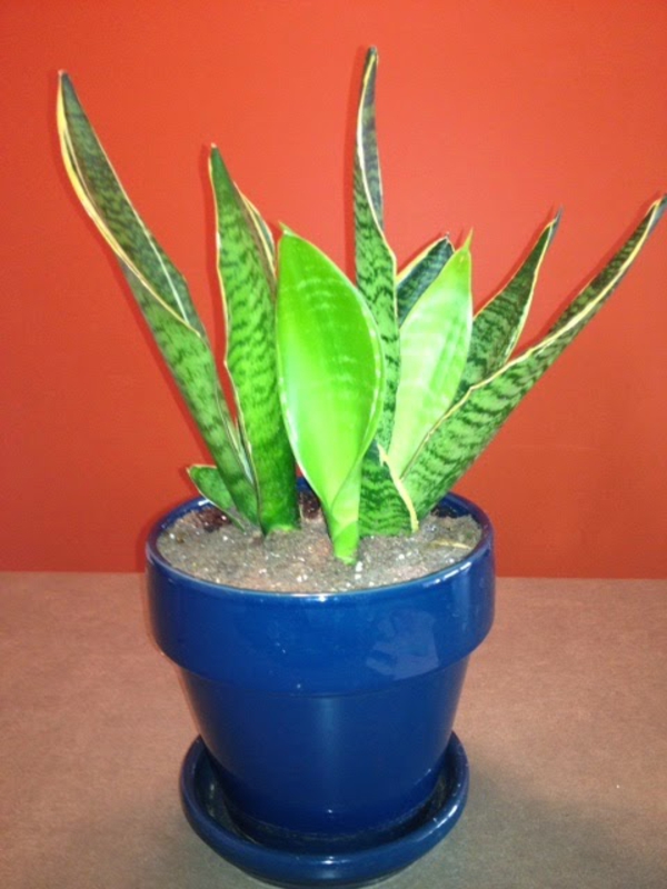 Image d'un pot exotique-vert-plante-bleu