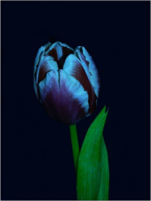 kép-a-fekete-tulipán-with-főzet árnyalt