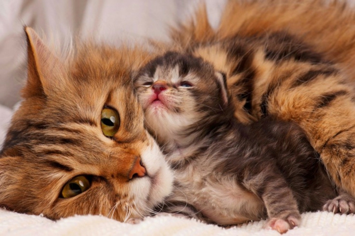 Mačka beba s majkom, slatkim kućnim ljubimcima, roditelji vole u životinjskom kraljevstvu, životinjskoj bebi i majci