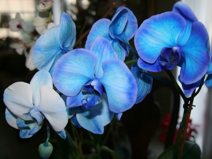 blue-Orhideen lajien