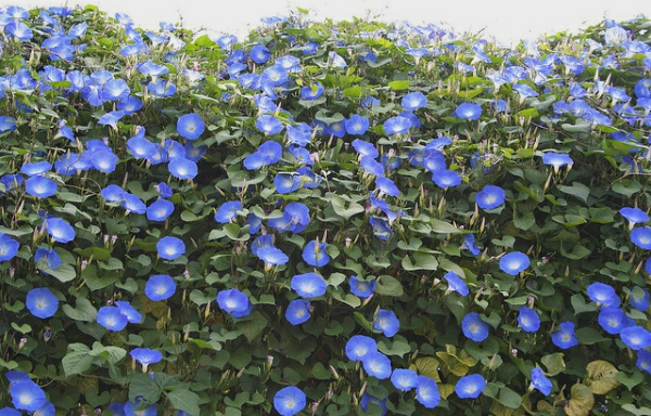 kaunis - blue-kukka-kiipeilyä kasvi