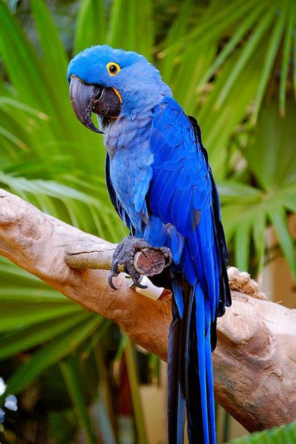 -blauer-папагал папагал папагал папагал тапети