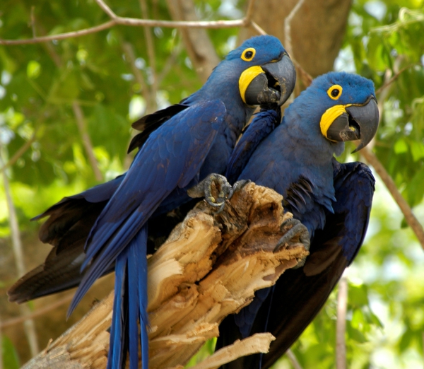 טפט Parrot Parrot -blauer תוכי-תוכי