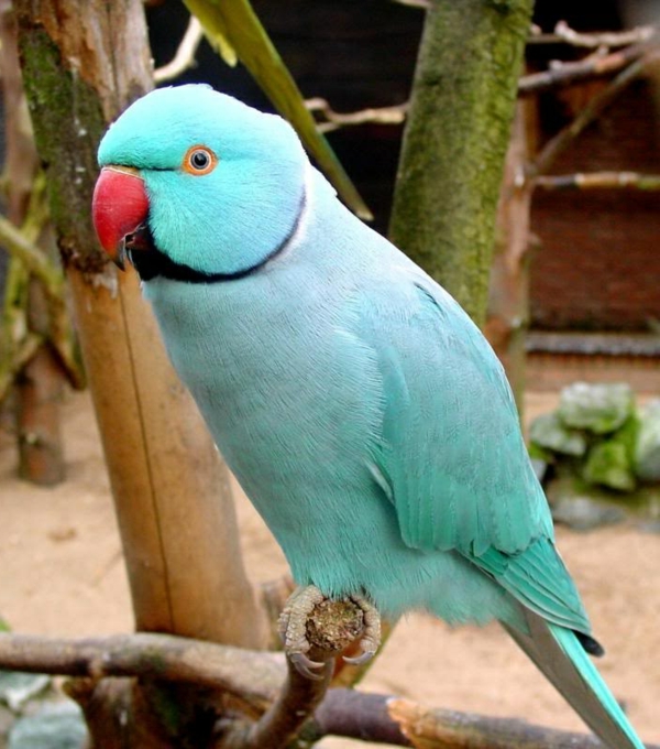 תוכי טפט Parrot Parrot הכחול Parrot