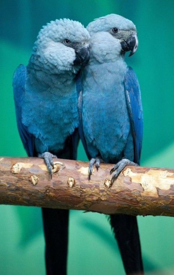 --blauer Παπαγάλος Παπαγάλος ταπετσαρία παπαγάλος παπαγάλος ταπετσαρία