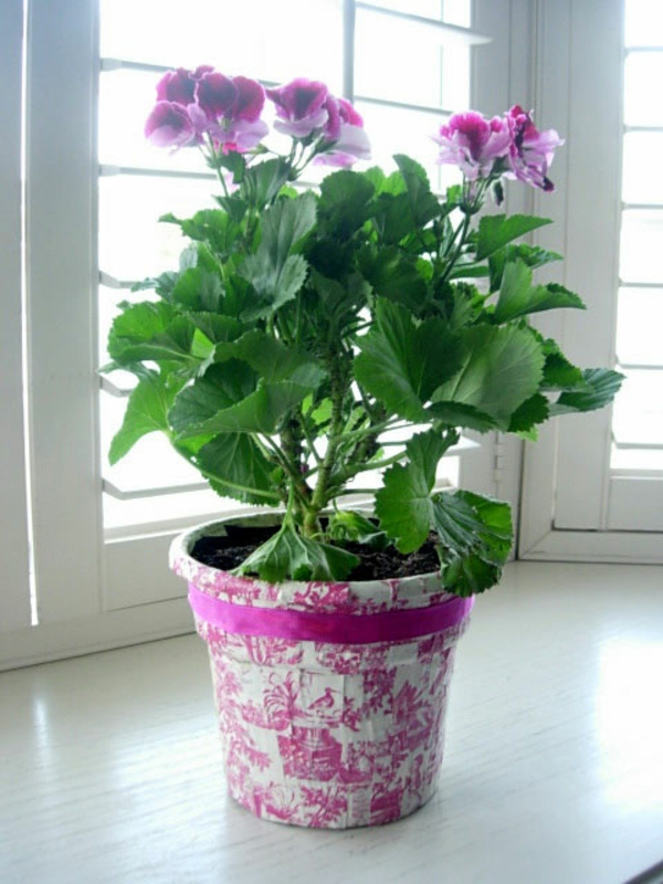 花盆 - 让你自己玫瑰色 - 紫色的花朵