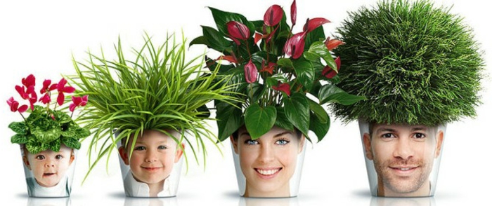 花盆工厂的想法图像花式锅想法草花植物家庭的照片