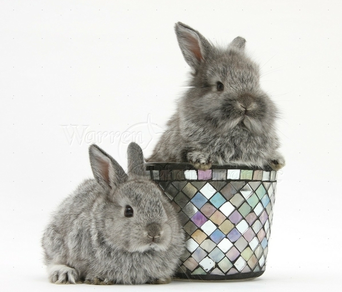 花盆陶瓷独特的花盆设计像布拉内斯兔子灰色兔子设计的想法锅