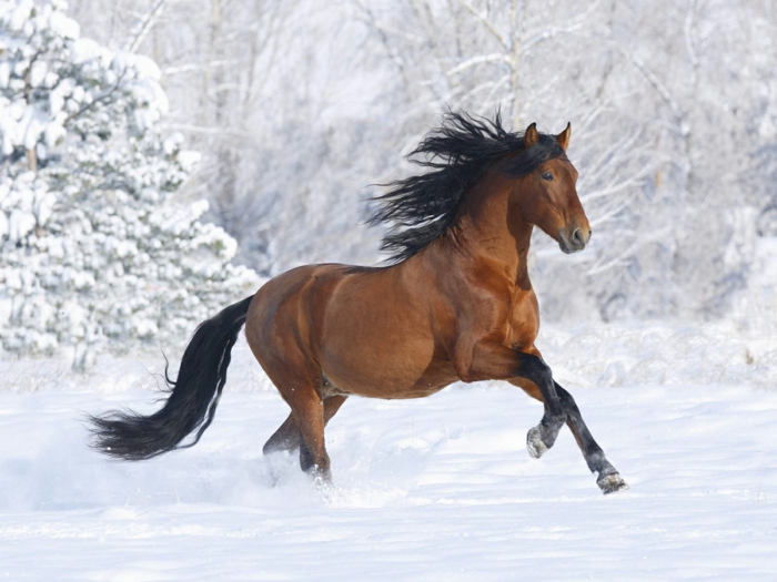 marrón-caballo-en-nieve