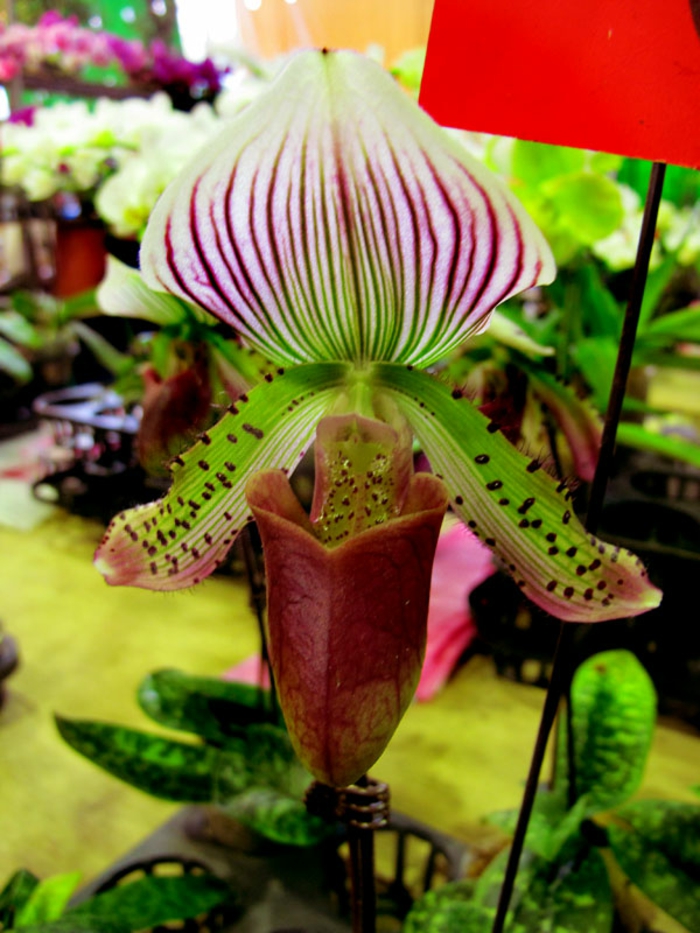 värikäs-Orhideen lajien