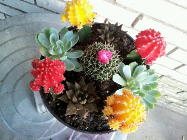 hacer fotos coloridas especies de cactus de flores desde arriba