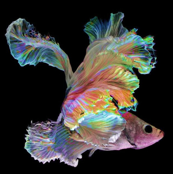 --bunte-peces-hermosas-fotos-cool-colorido-peces-cuadros-
