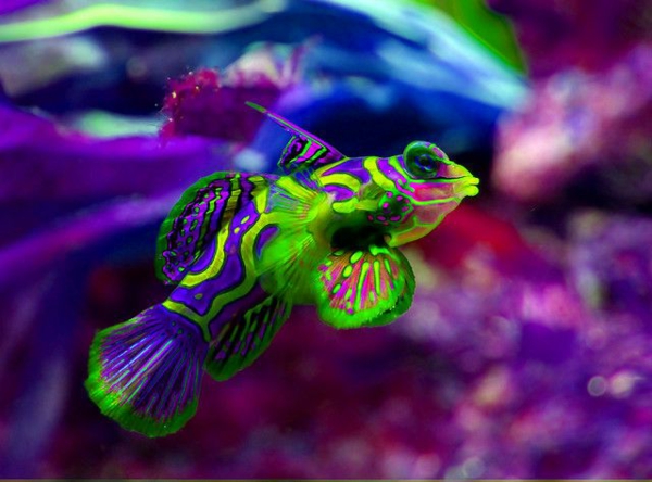 --bunte-peces-hermosas-fotos-cool-colorido-peces-bilder--