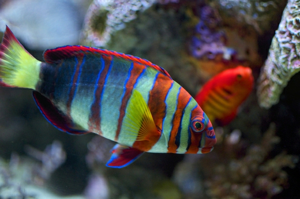 colorido-peces - fondos de escritorio hermosos-fotos-cool-colorido-peces
