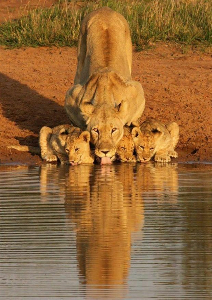शांत छवियों शेरनी थोड़ा-शेर-पानी पीने