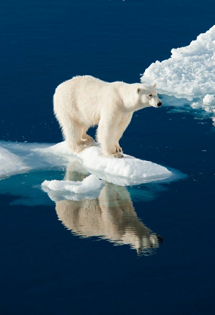 imágenes polares frías de hielo