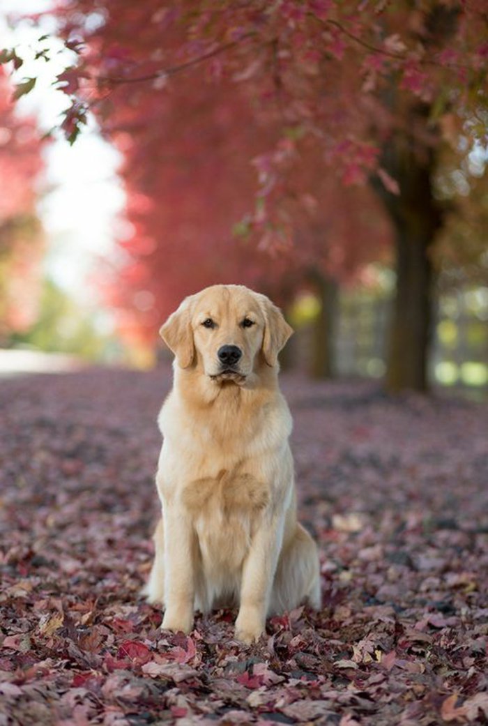 frescas imágenes de perros-Golden-Retriever cara seria