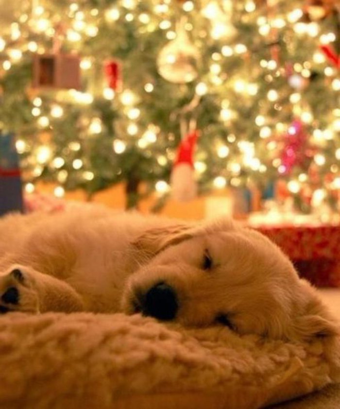 frescas imágenes de-perros-oro-retriver-cojera-acogedora decoración de Navidad