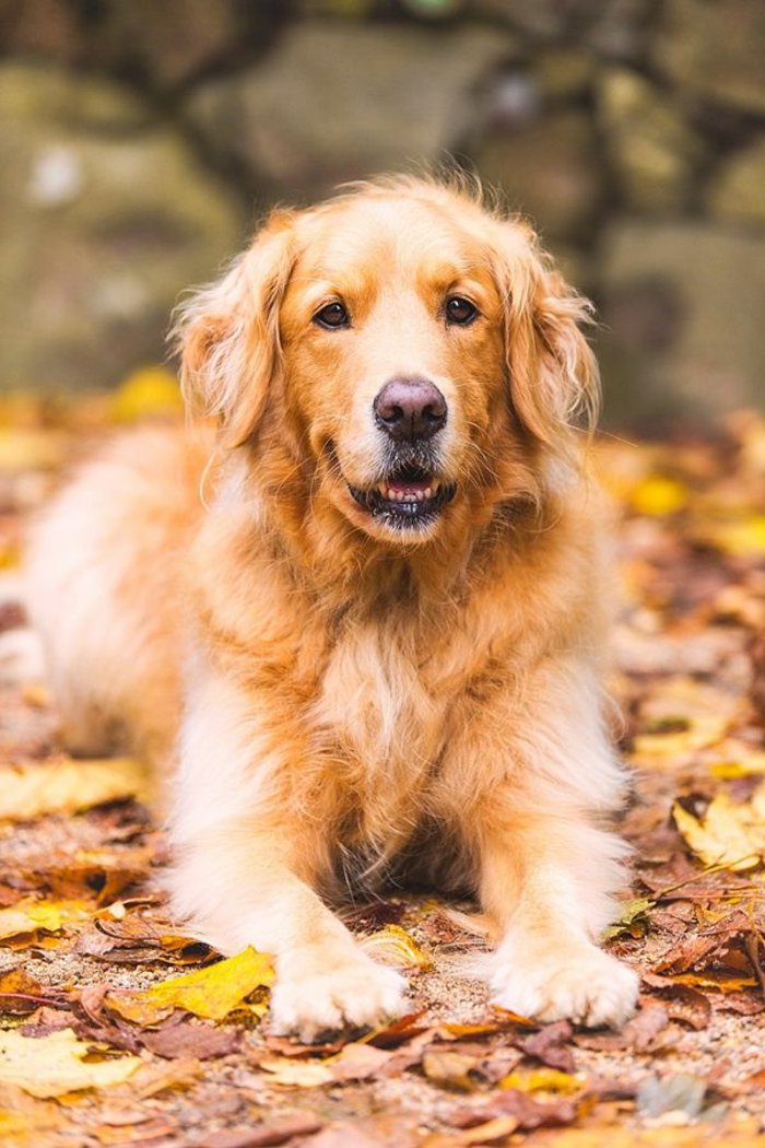 hojas de colores para perros fresco imágenes perro otoño