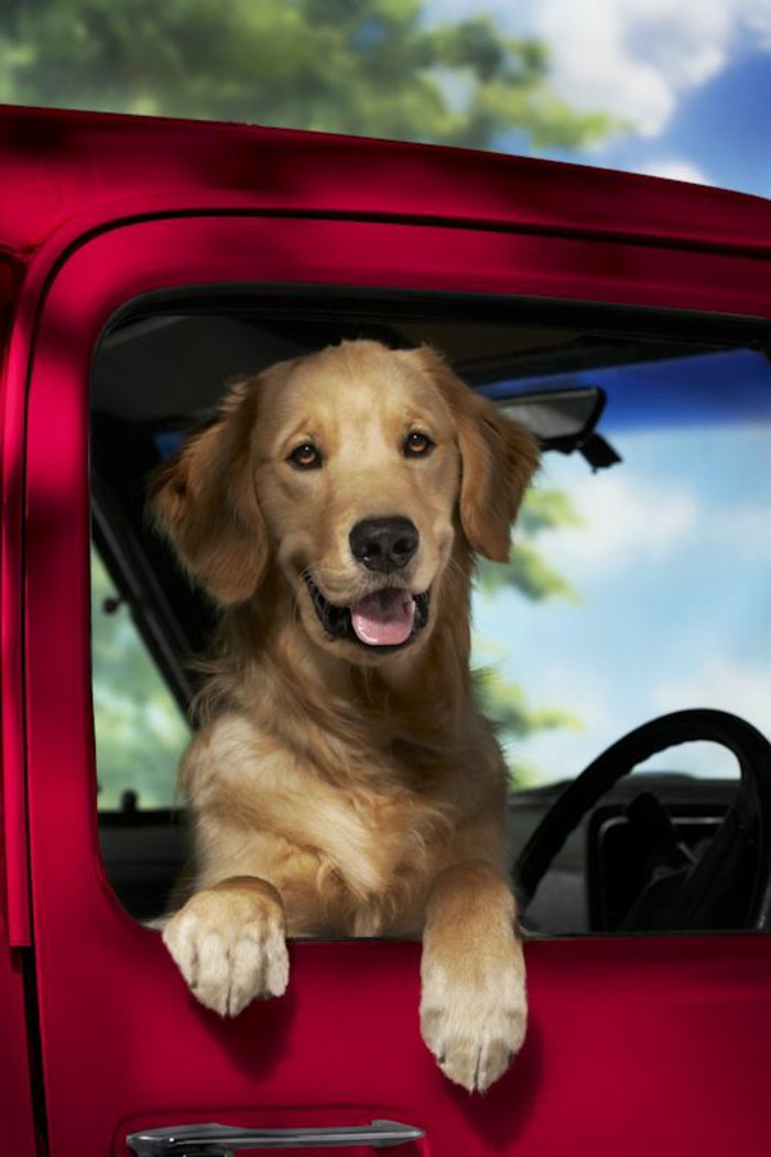 शांत चित्रों के- कुत्तों कुत्ता लाल कार देखो-थ्रू विंडो