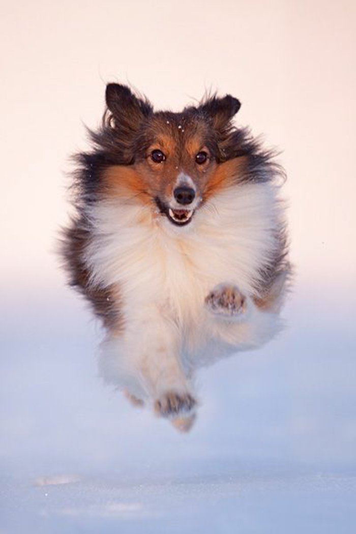 fresco fotos-de-perros de rodaje de nieve de derecha momento