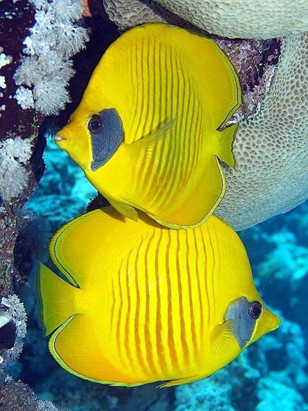 Enfriar Fondos de color amarillo-peces-peces fondo de pantalla de pescado en