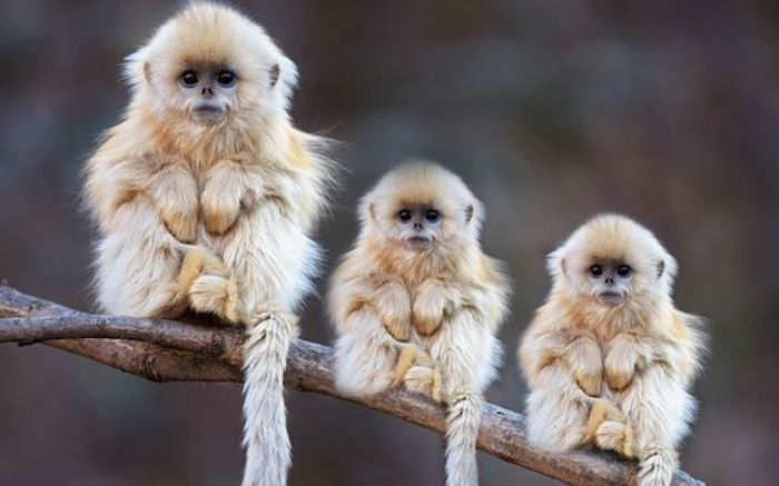三只可爱的猴子静静地坐在树枝上，挂着尾巴，黑色的眼睛