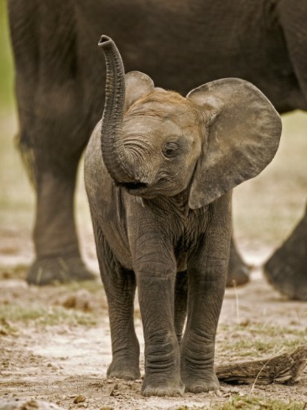 بارد-صورة-ب-الطفل-الفيل تسبق والدته