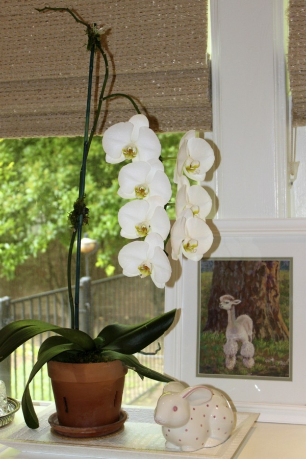деко-с-орхидеи-а-картинка-зад прозореца щори на прозореца